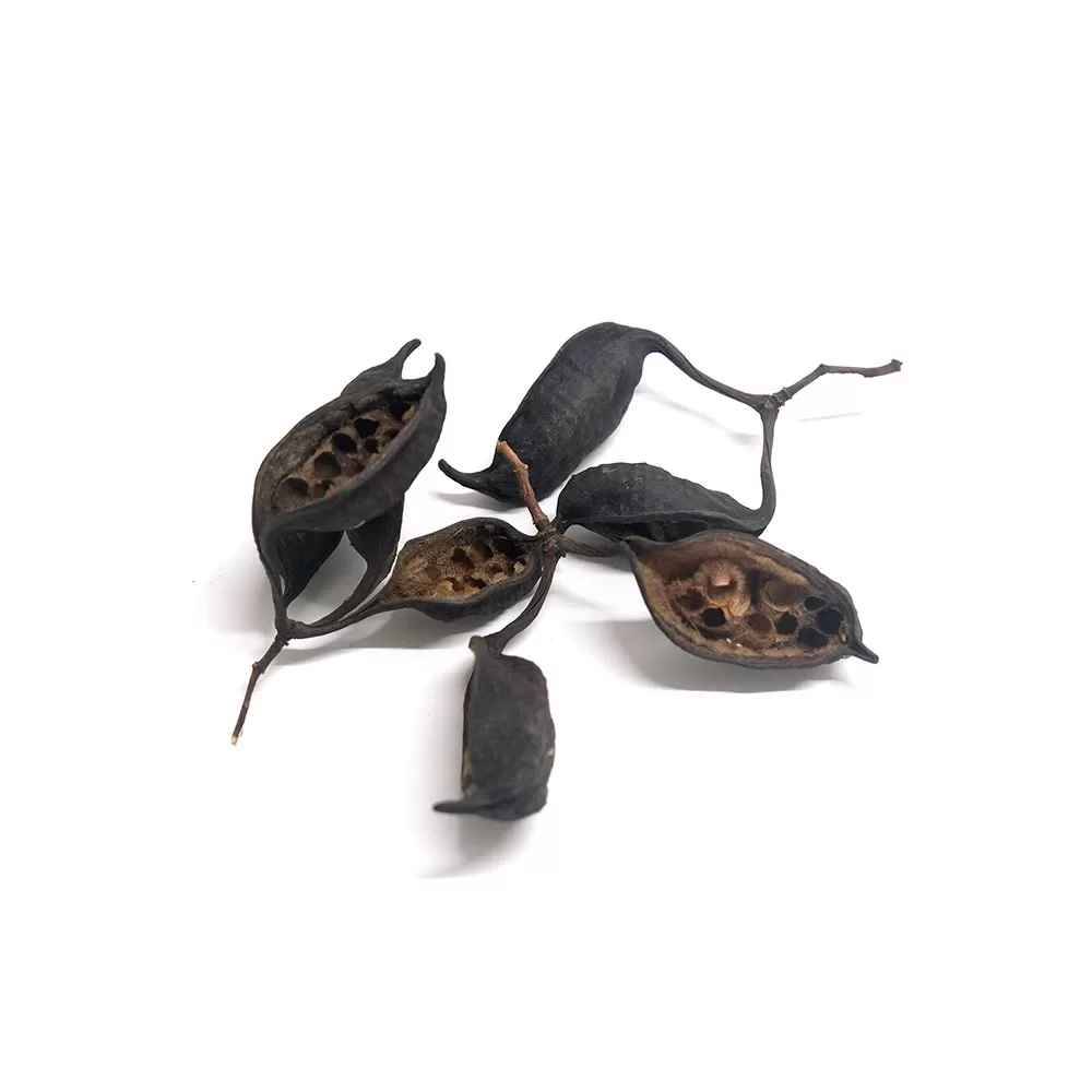 Kurrajong Pods 6 pcs