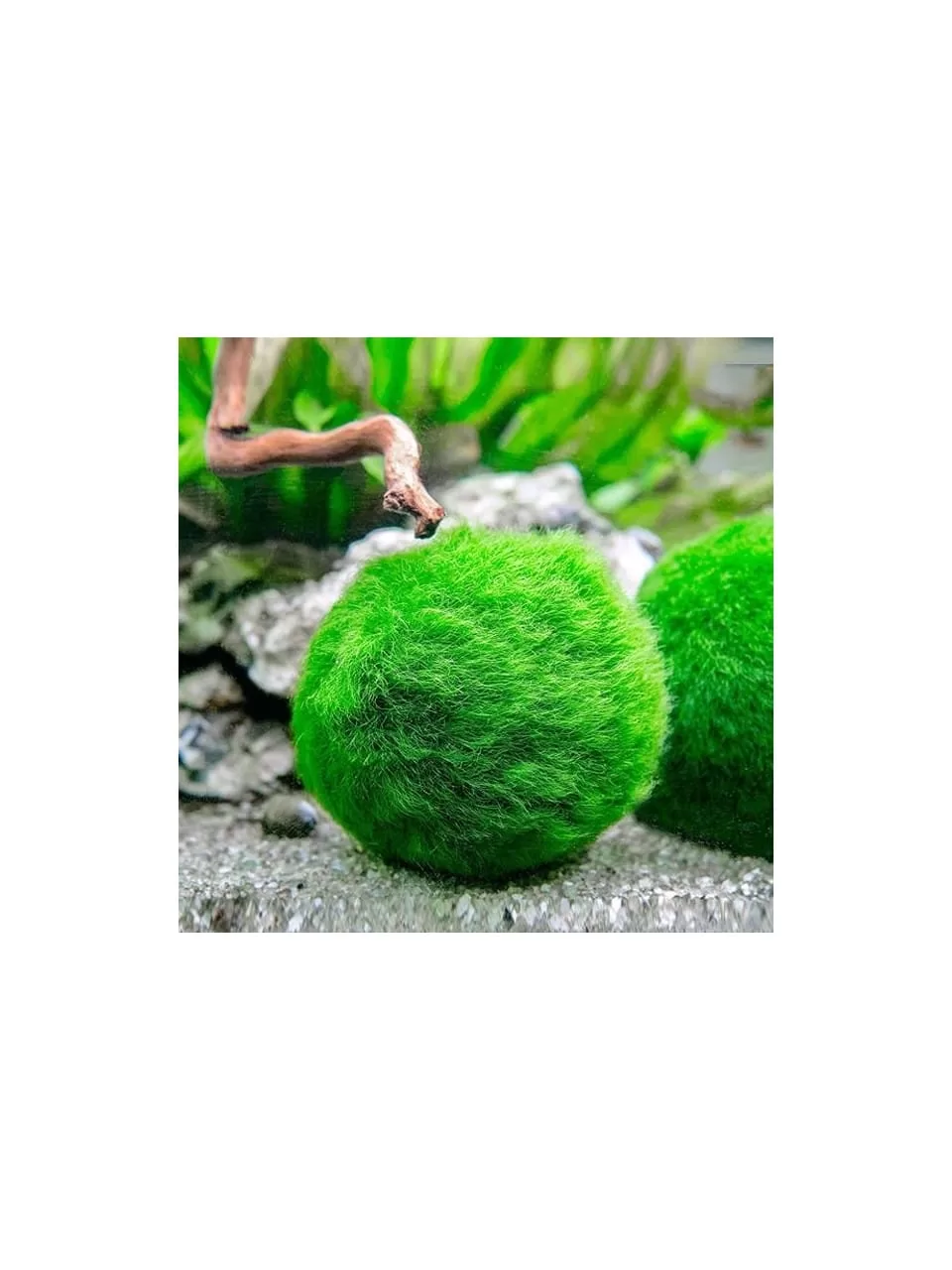 Marimo Moss Ball 3–4 cm 1 Adet