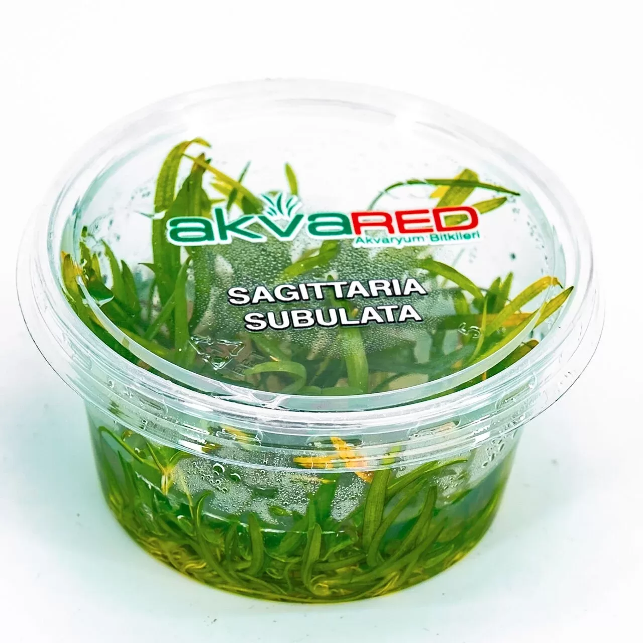 Sagittaria subulata (10–15 cm genişlik) IN VITRO CUP