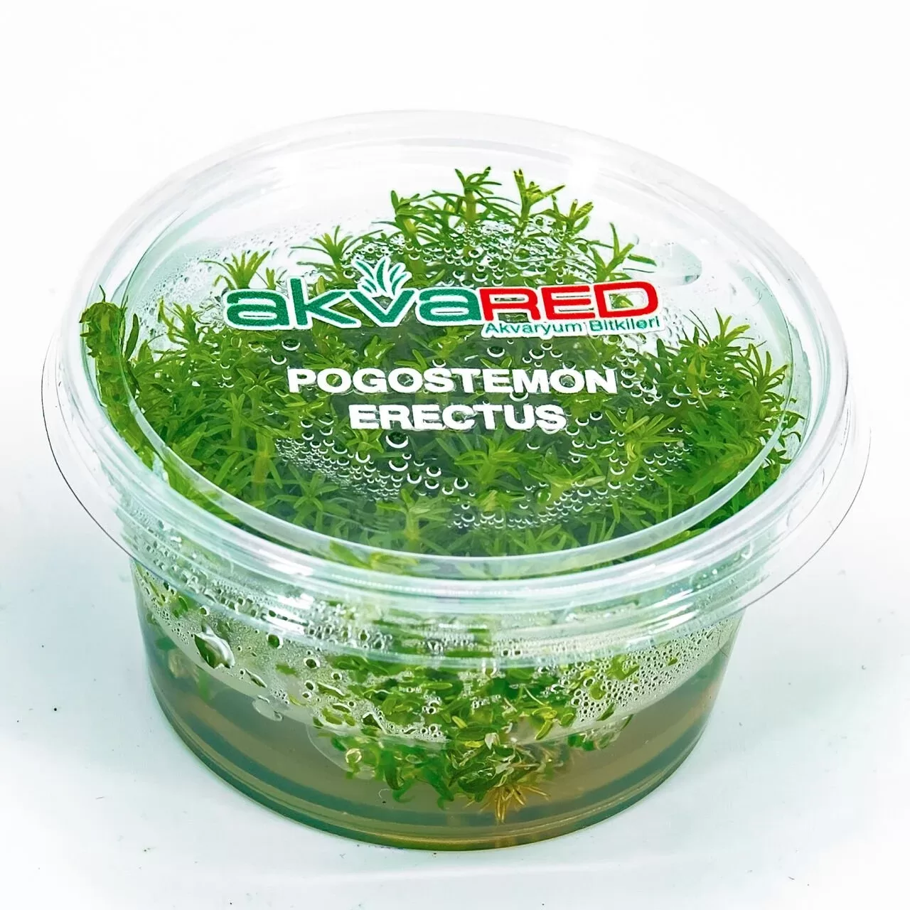 Pogostemon erectus (10+ cm genişlik) IN VITRO CUP