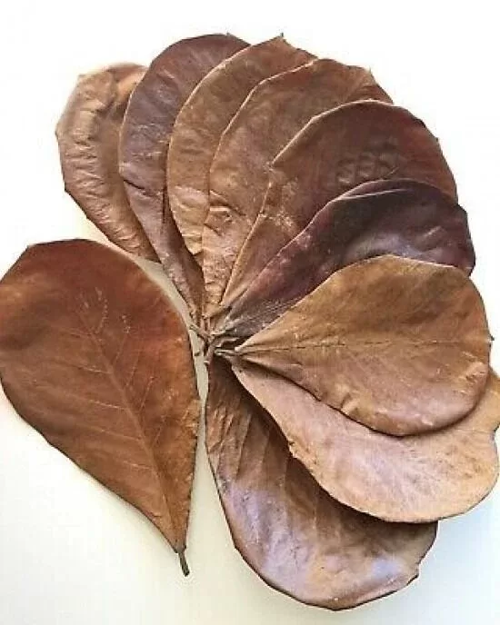 Catappa Yaprağı (L) Büyük Boy 1 Adet 16–20 cm