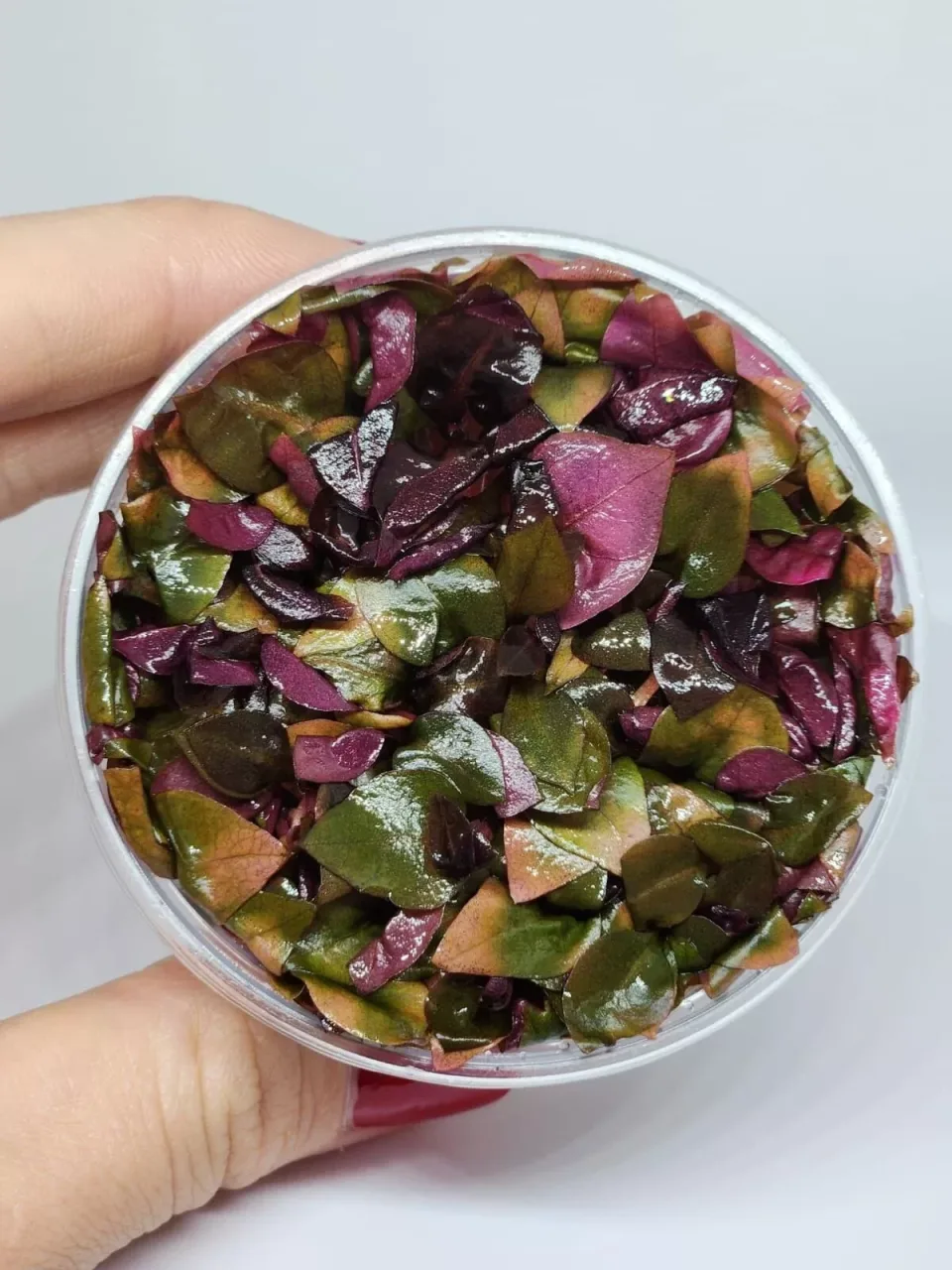 Alternanthera reineckii Mini Akvaryum Bitkisi (5-8cm) – IN VITRO CUP