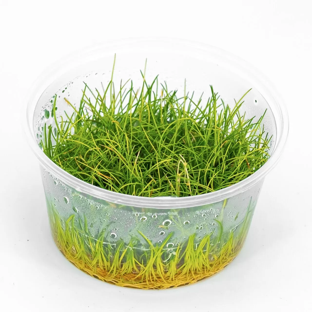 Eleocharis parvula mini Akvaryum Bitkisi (4-6cm) – IN VITRO CUP