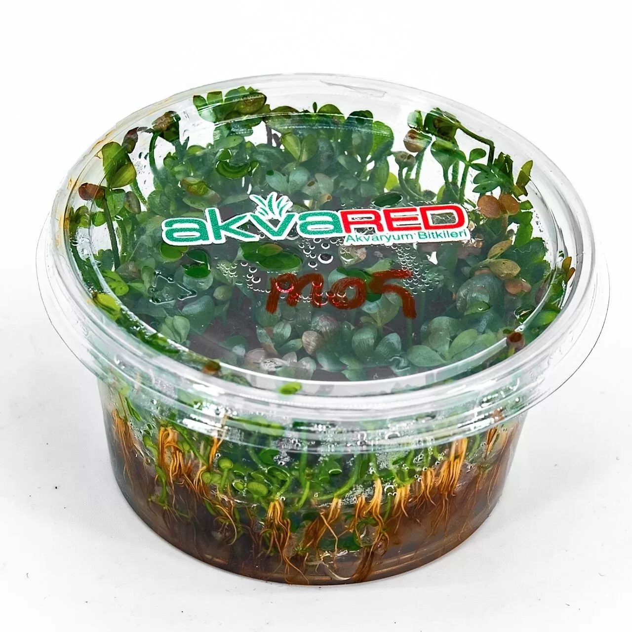 Marsilea hirsuta Akvaryum Bitkisi (5-8cm) – IN VITRO CUP