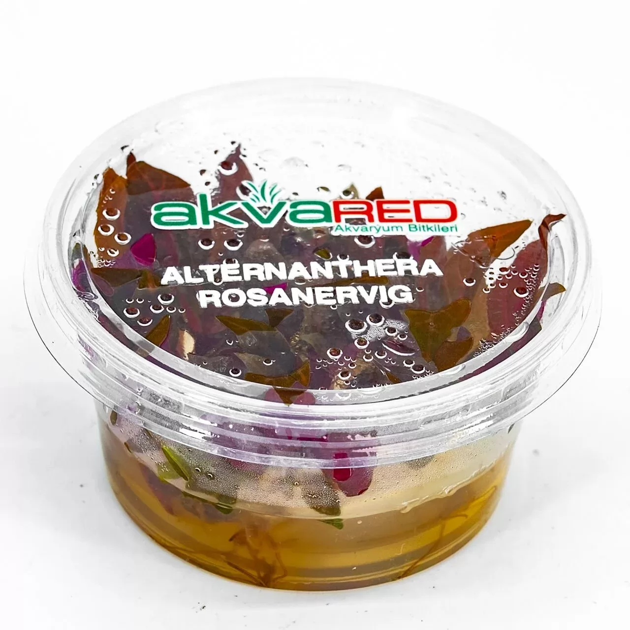 Alternanthera rosanervig Akvaryum Bitkisi (15–40 cm) – IN VITRO CUP