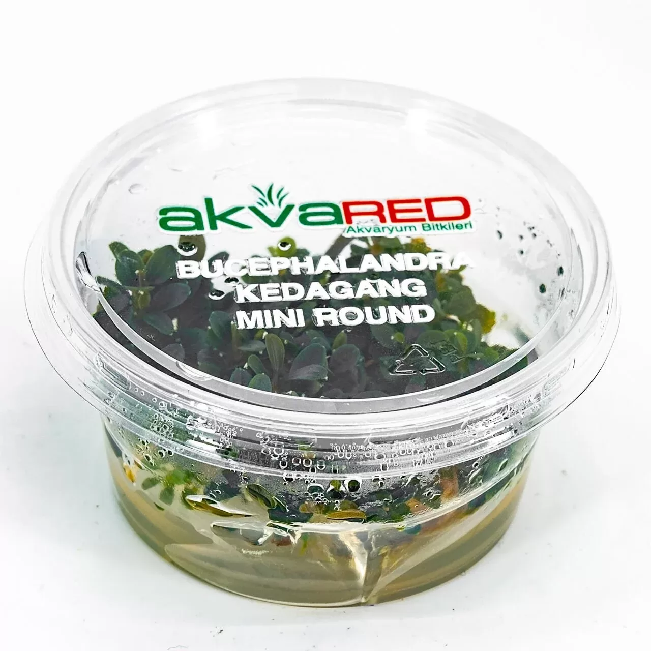 Bucephalandra Kedagang Mini Round Akvaryum Bitkisi – IN VITRO CUP