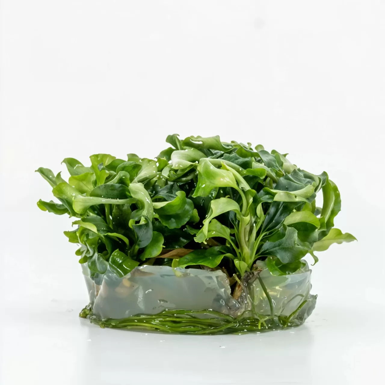 Bucephalandra Bukit Kelam Akvaryum Bitkisi (4–8 cm) – IN VITRO CUP