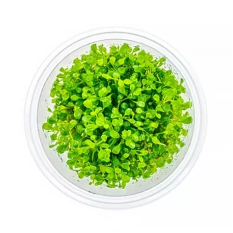 Glossostigma Elatinoides Cup İn Vitro