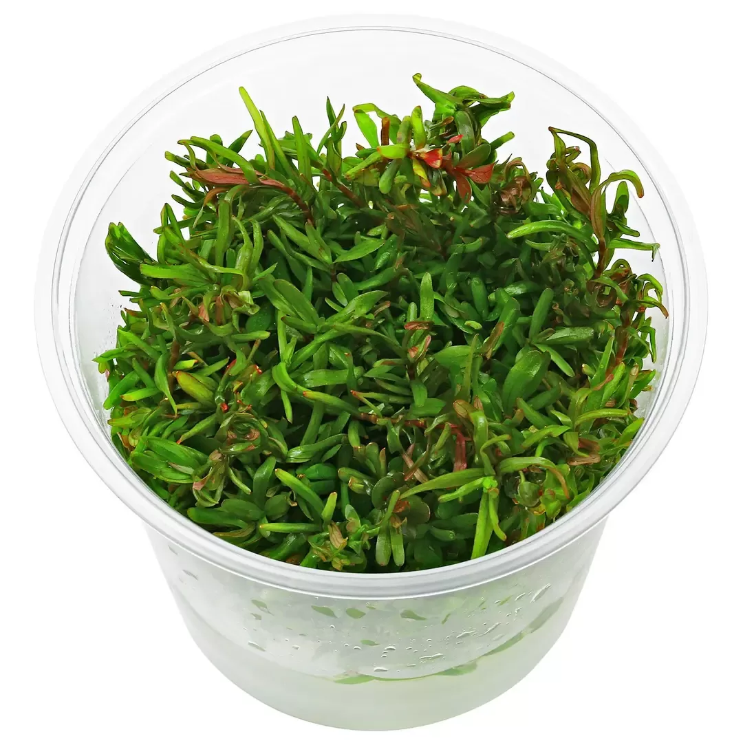 Rotala Rotundifolia Colorata cup İn Vitro