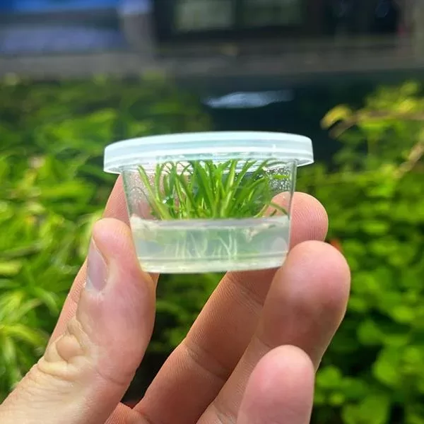 Cryptocoryne Parva Small İn Vitro