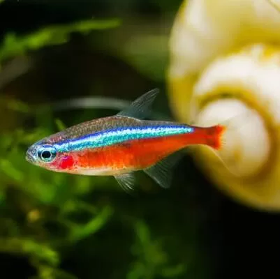 Tetra Karma Yemi Paketi 5 çeşit - S
