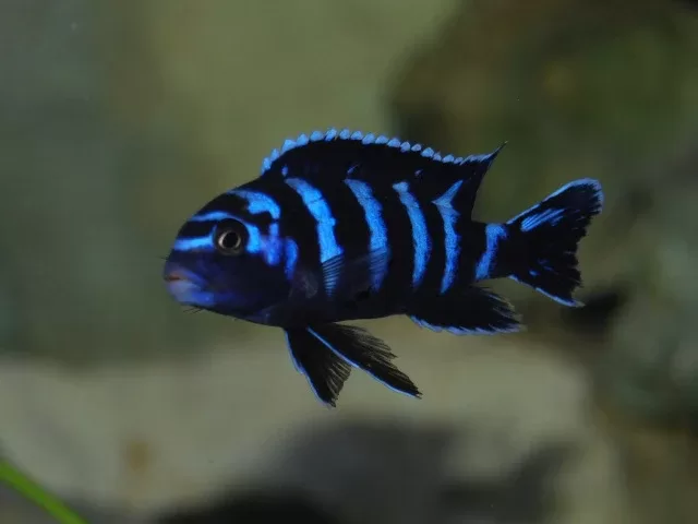 Demasoni (Chindongo demasoni)