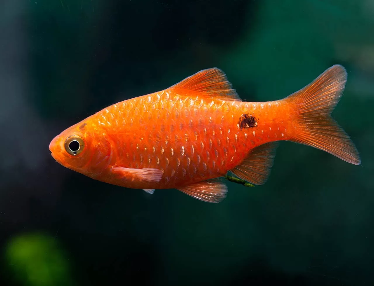 Konkinyus Gül Barb (Puntius conchonius)