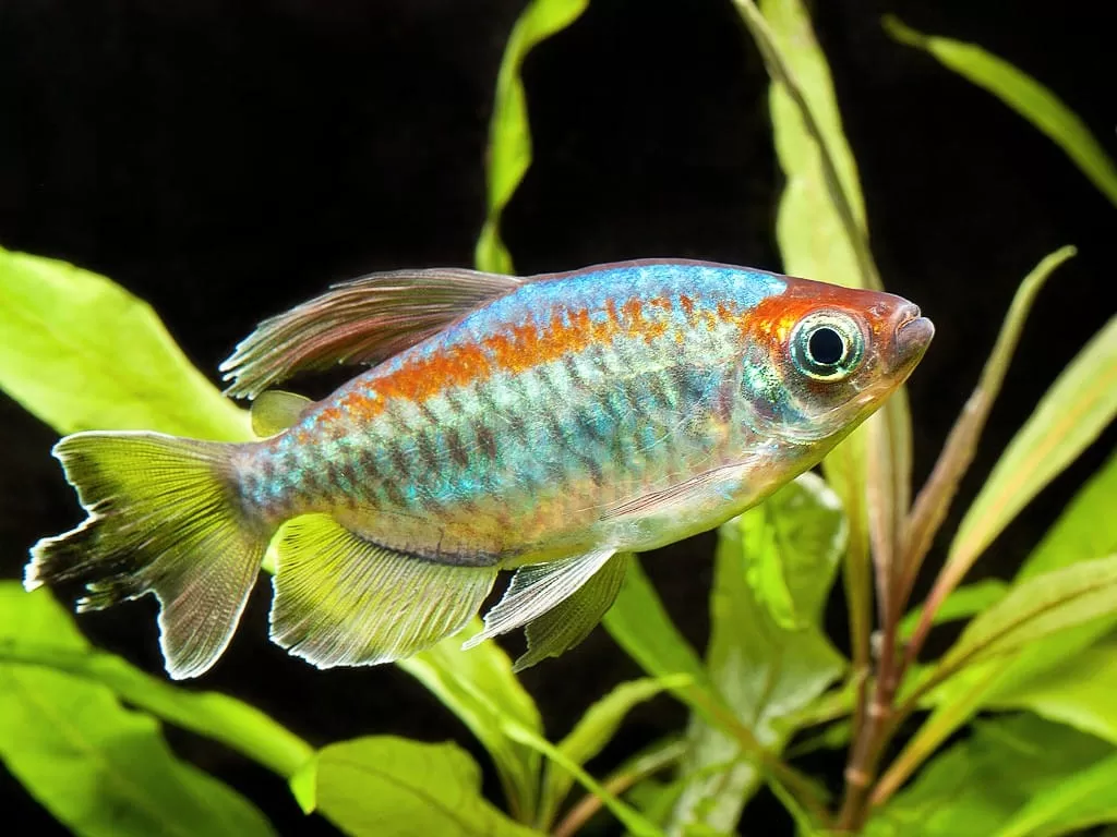 Kongo Tetra (Congo Tetra) Phenacogrammus interruptus