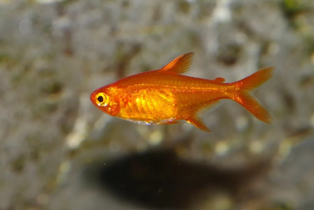 Ember Tetra (Ateş Tetra) Hyphessobrycon amandae
