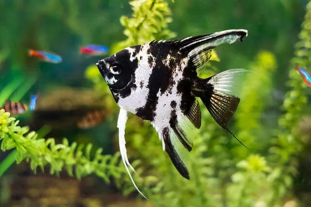 Melek Balığı (Pterophyllum scalare)
