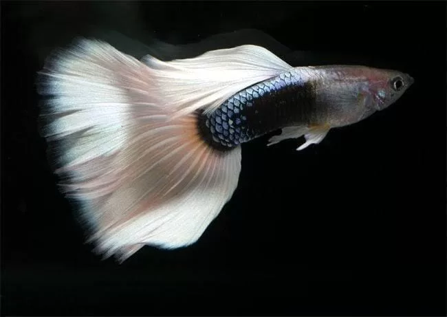HB White Lepistes (Poecilia reticulata)