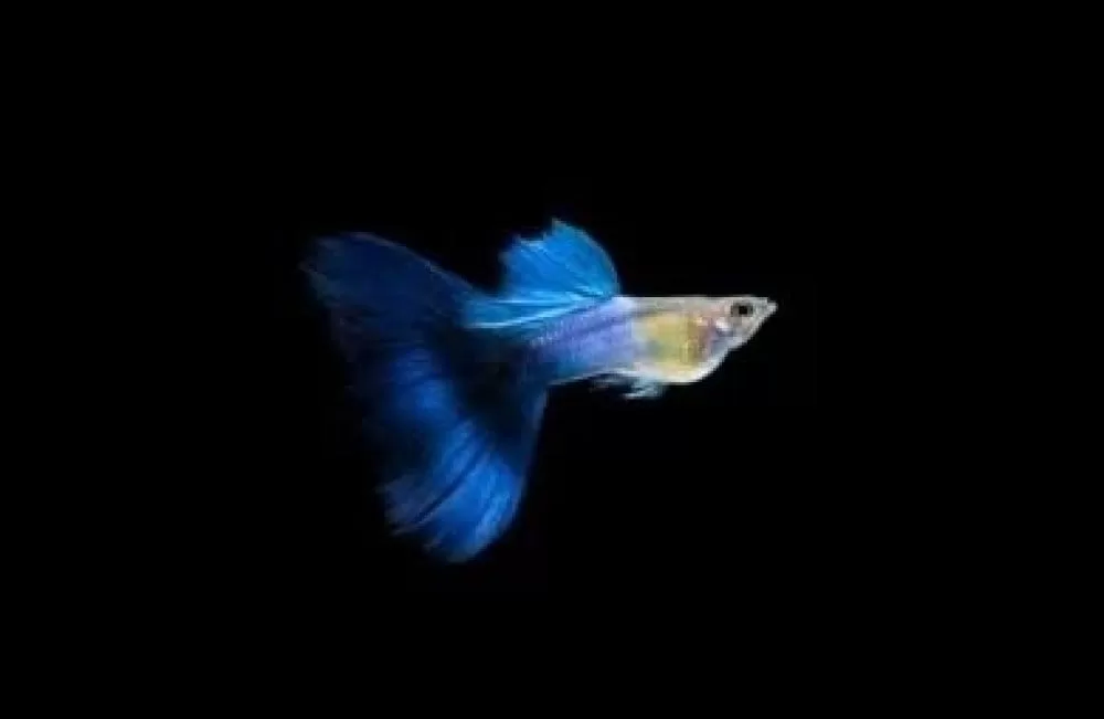 Japon Blue Lepistes (Poecilia reticulata)