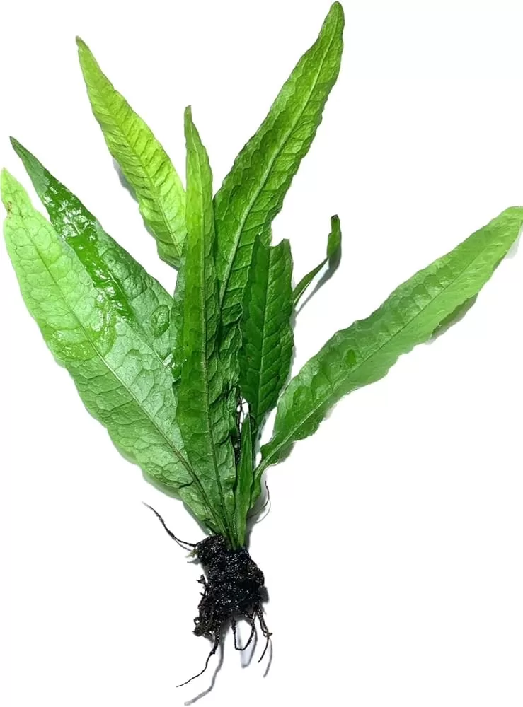 Microsorum pteropus 1 kök