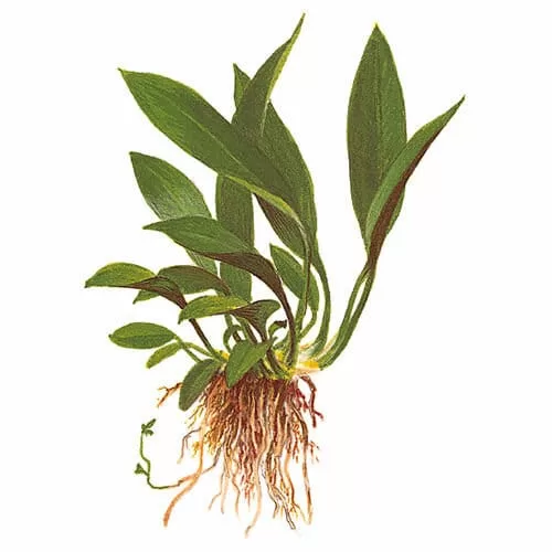 Anubias barteri var glabra (minima L) 20cm (1 kök)