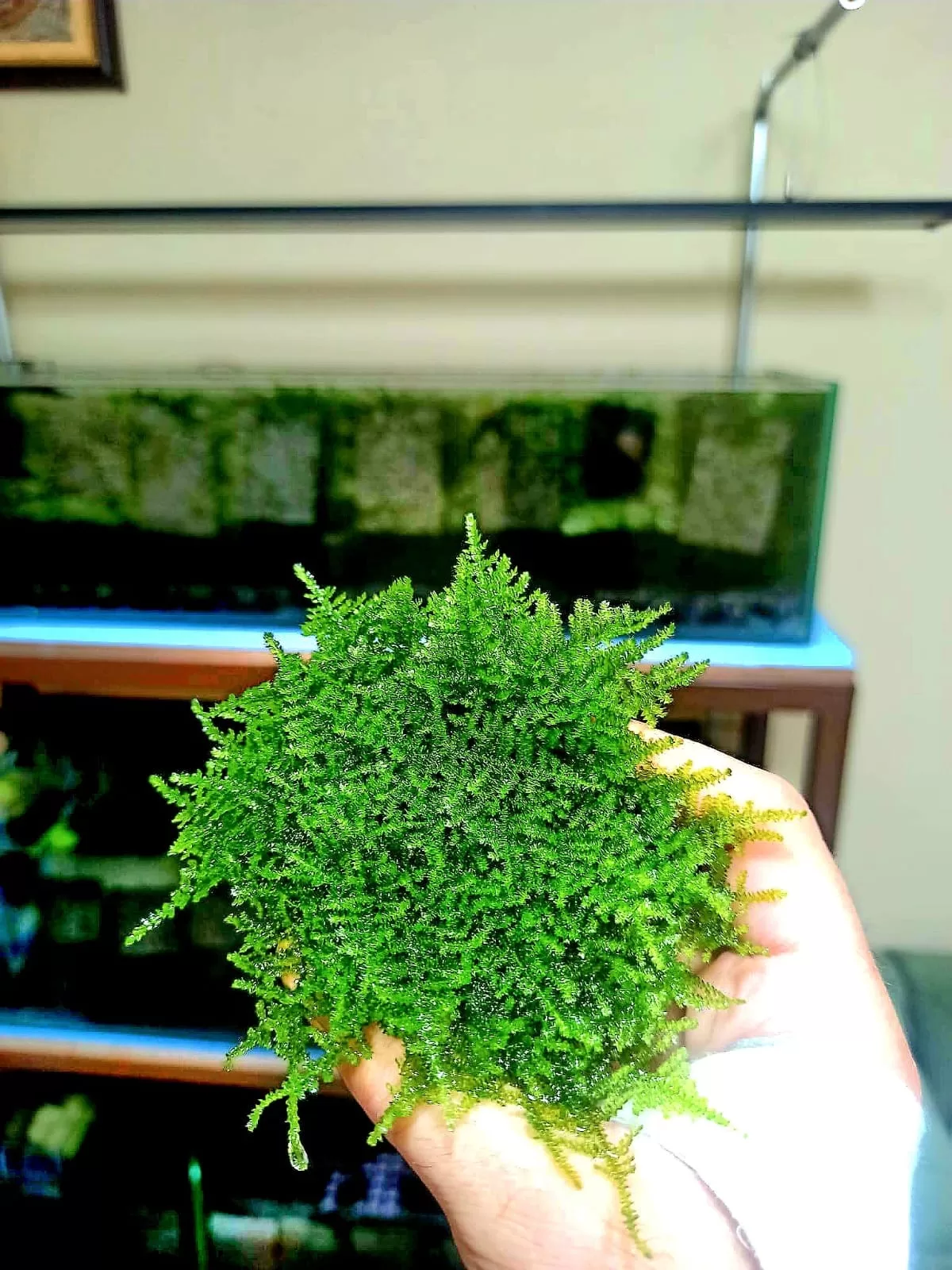 Mini Christmas Moss (Eski Sarım) 5x5 cm