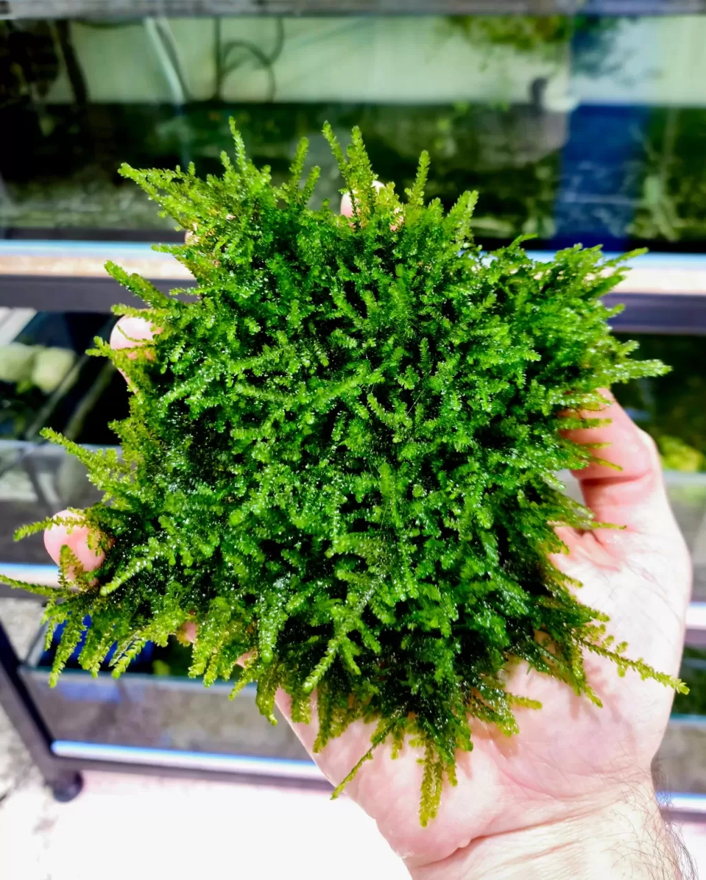 Weeping Moss (Eski Sarım) 5x5 cm