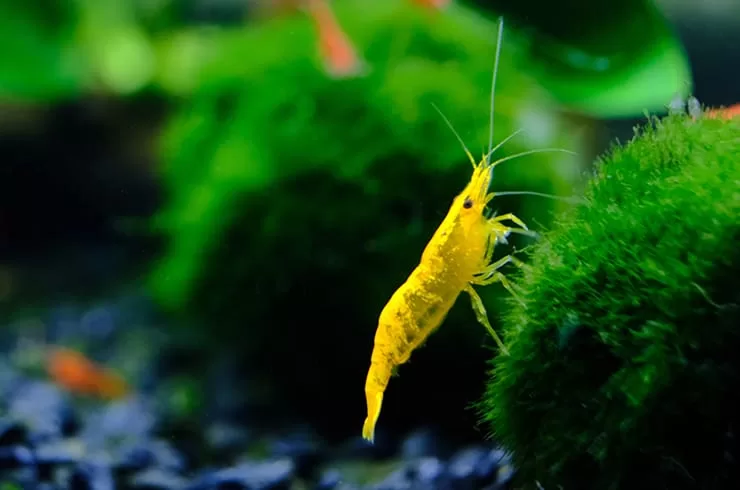 Sarı Ateş Karides (Neocaridina davidi)